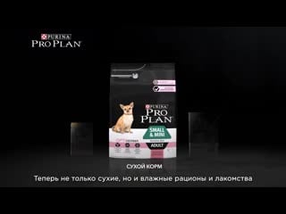 Pro plan для маленьких молодые