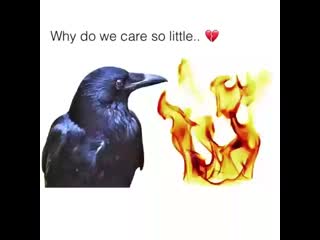 Prikoli video 46 mp4