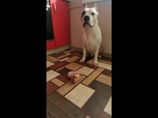 Warrior spirit honey blossom ( рой ) ( ghw ureula vennidor sozvezdiye magii zhemchuzhnyy amulet )