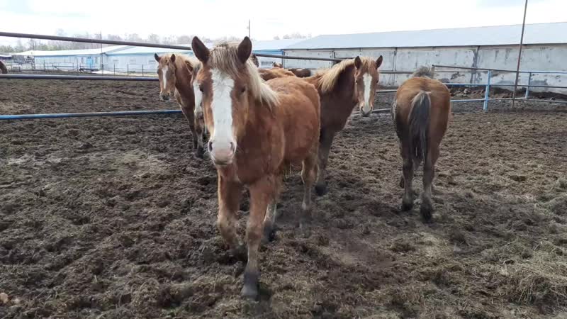 Русские тяж кобылки 2019г р продаются