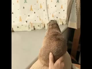 Luv me more hooman, funny love me