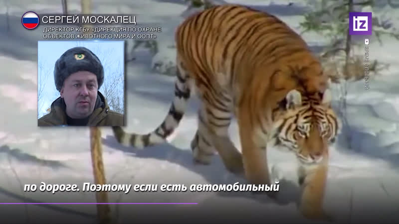 В россии стартовал масштабный учет численности амурских тигров