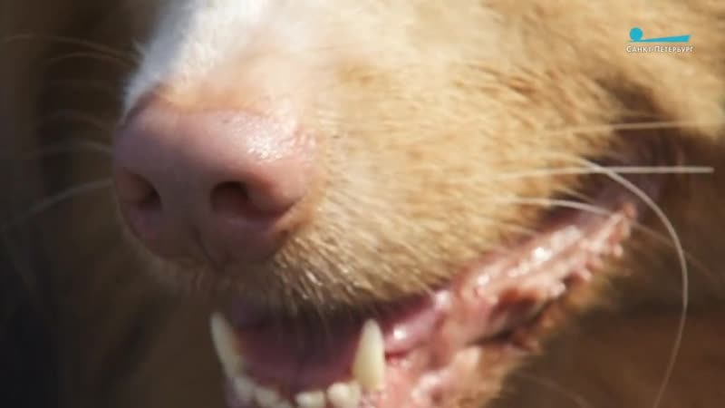 На площадке четвероногие актёры