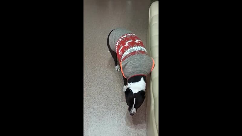 Yanika yan ( боня ) 09 01 2017г г братск ( ghw glitter nights moya oda imperator ) #аст#стафф#амстафф#американскийстаффо