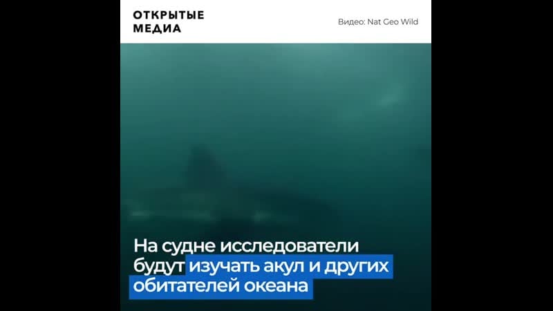 Учёные воссоздадут лодку из «челюстей» для изучения акул