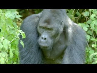 Silverback gorilla stops traffic to cross road gorilla family and me bbc earth