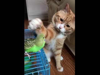 Tweety is fucking ripped to shreds