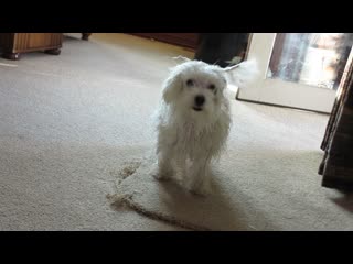 Bichon frise puppy drying himself off on a carpet after his first bath