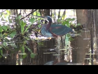 Agami heron
