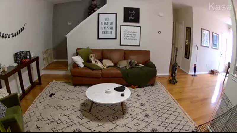 Jоnsi is suсh a gооd bоy