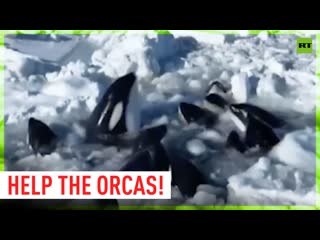 Orcas trapped in ice struggle in the pacific ocean