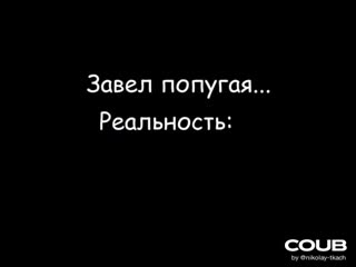 Завел попугая ожидание реальность