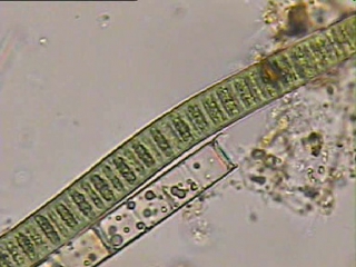 Oscillatoria motion #cyanobacteria # algae