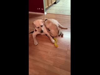 My sister raises guide dogs for the blind here are her oldest, and youngest pups bonding for the first time