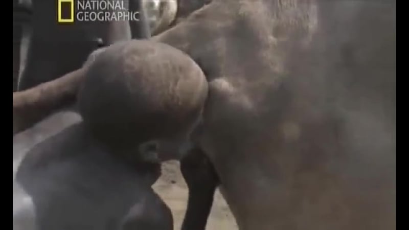 Африканские обычаи племени динко(national geographics) (3)