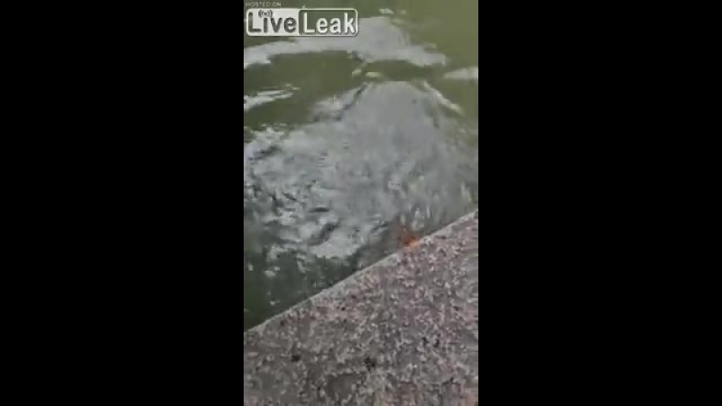 На волоске от смерти