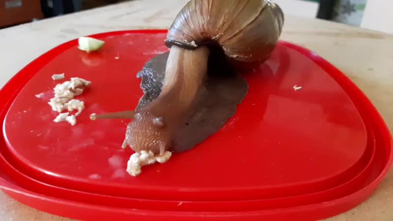 "овсянка, сэр"