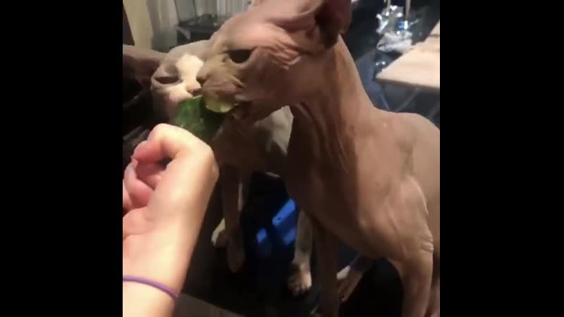 Сфинксы жадно едят огурец