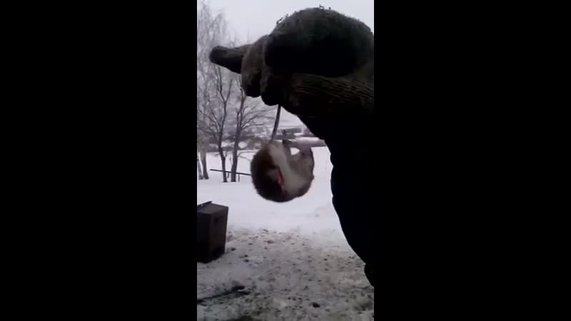 Сожрал живую мышь