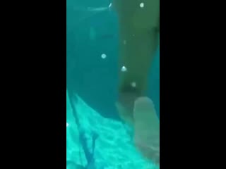 Подводный минет от русалочки 🧜‍♀️