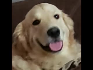 Olliver went from adorable to full derp in 6 seconds