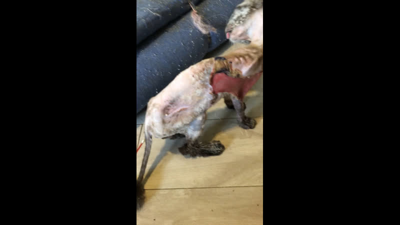 Амура давно не мылась