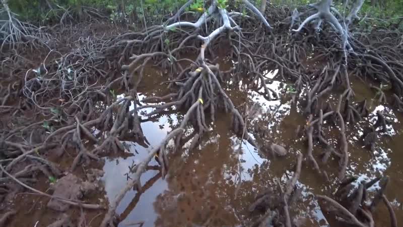 [vitalik ignatyuk] выживание на необитаемом острове в африке [1 часть] ловлю крабов,строю шалаш