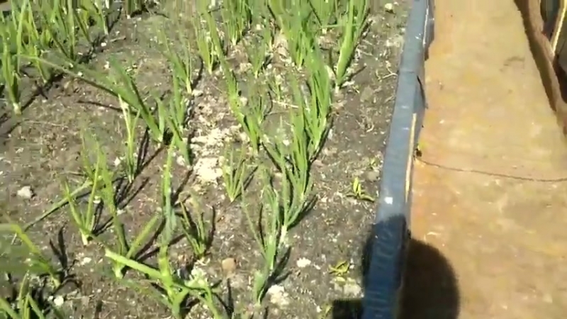 Морковь,прополка ножницами