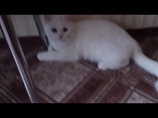 Сын бени, шотландский страйт по кличке мидл, 7 месяцев