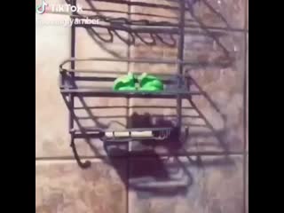 Froggie hub cb1zsh dsdf mp4