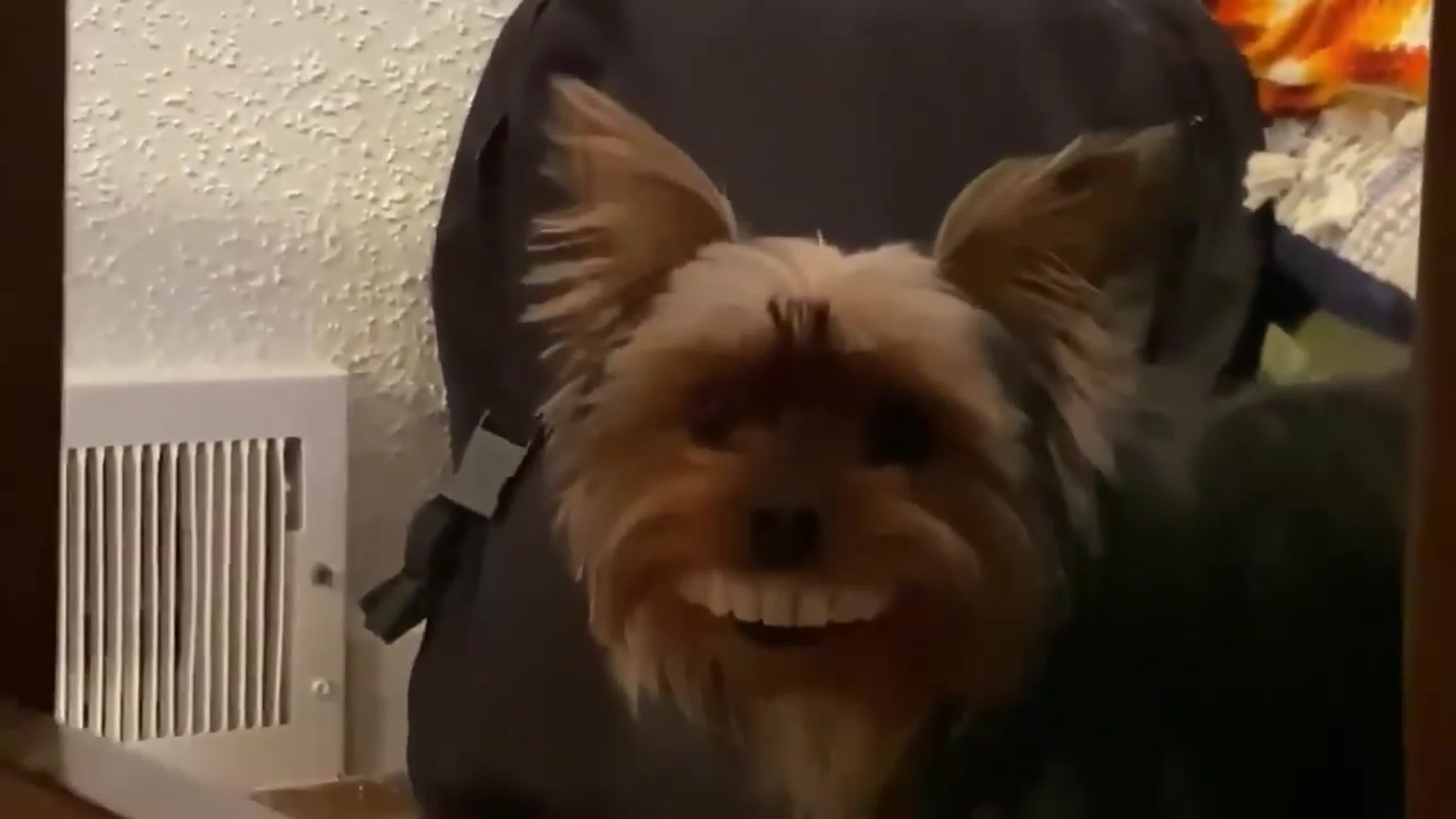 A puppy holding a bone looking enticing