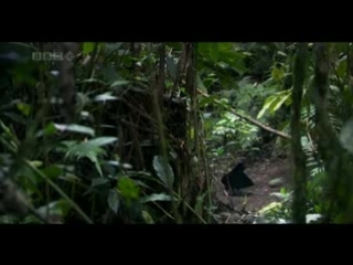 Marc romboy feat chelonis r jones the beat