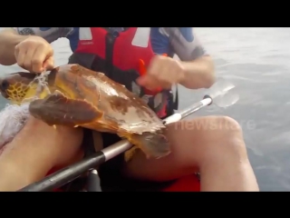 Спас черепаху sea kayakers rescue turtle in distress (огого видео)